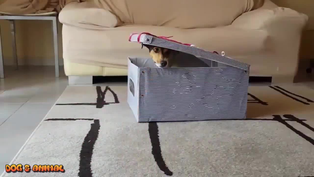 Smart funny dogs video compilation 2022 || Smart and Intelligent Dogs in the World