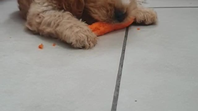 This is dog or rabbit ? What to feed him ? :D #shorts