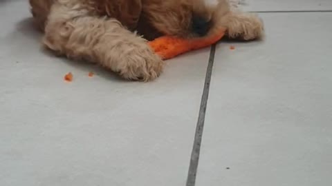 This is dog or rabbit ? What to feed him ? :D #shorts