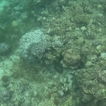 Snorkeling Adventures Philippines. New coral growth is looking amazing!
