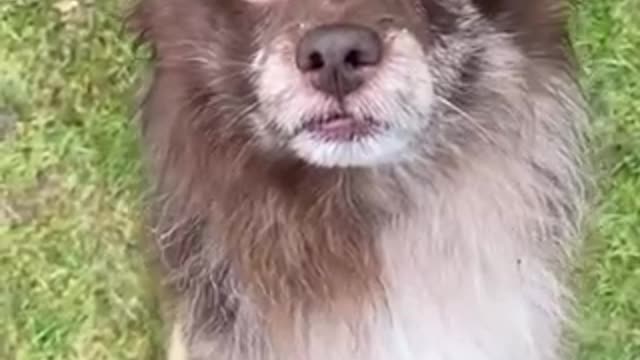 dogs in the village