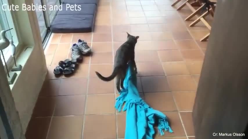 Drôle de Cats 😂