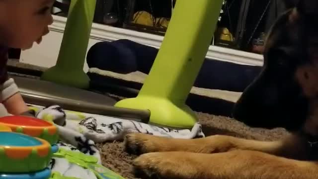 German Shepherd Has Sweet Friendship With Baby Best Friend