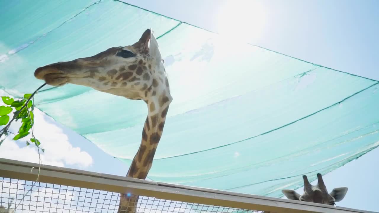 Giraffe eats twig with leaves in the zoo