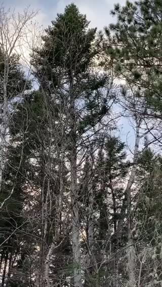 There’s language in the trees