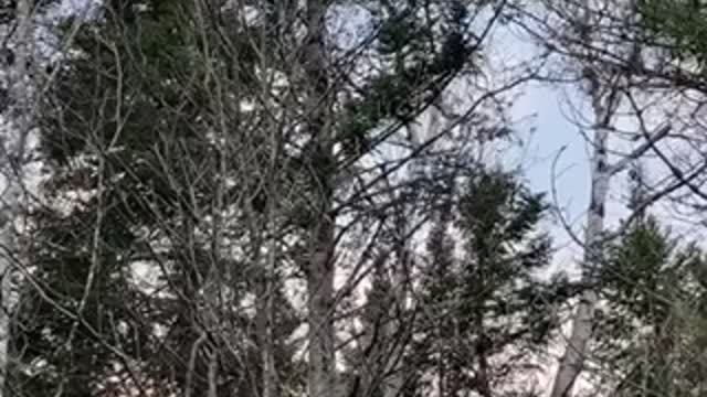 There’s language in the trees