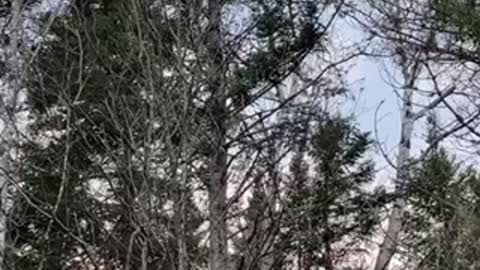 There’s language in the trees