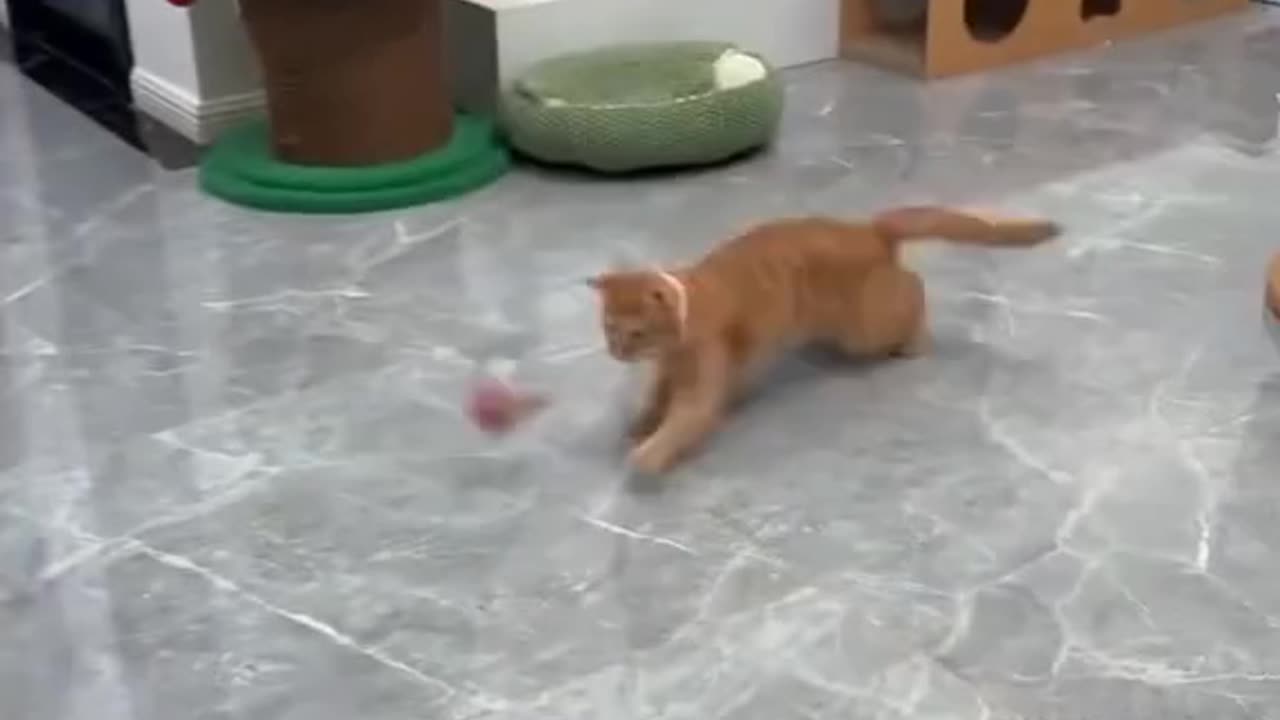 Best cat toy ever Bought