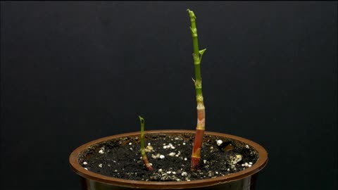 Time collapse growing plants amazing video