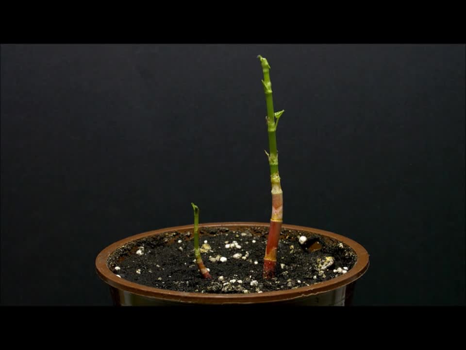 Time collapse growing plants amazing video