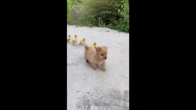 Funny Animal Choreography