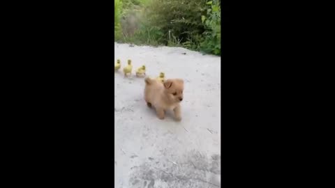 Funny Animal Choreography