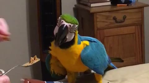 Parrot very vocal about love of peanut butter