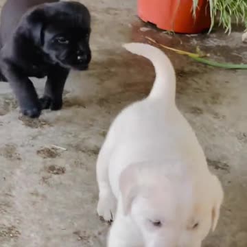 Cute puppy animal beautiful animals and animals and animals and animals 🤩🤩