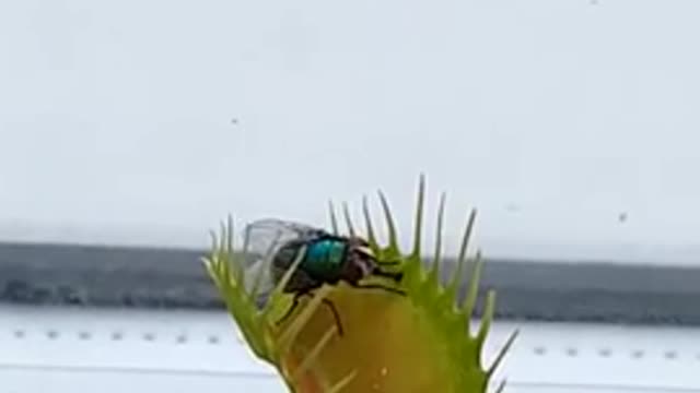 VENUS FLY TRAP TRAPPING A FLY