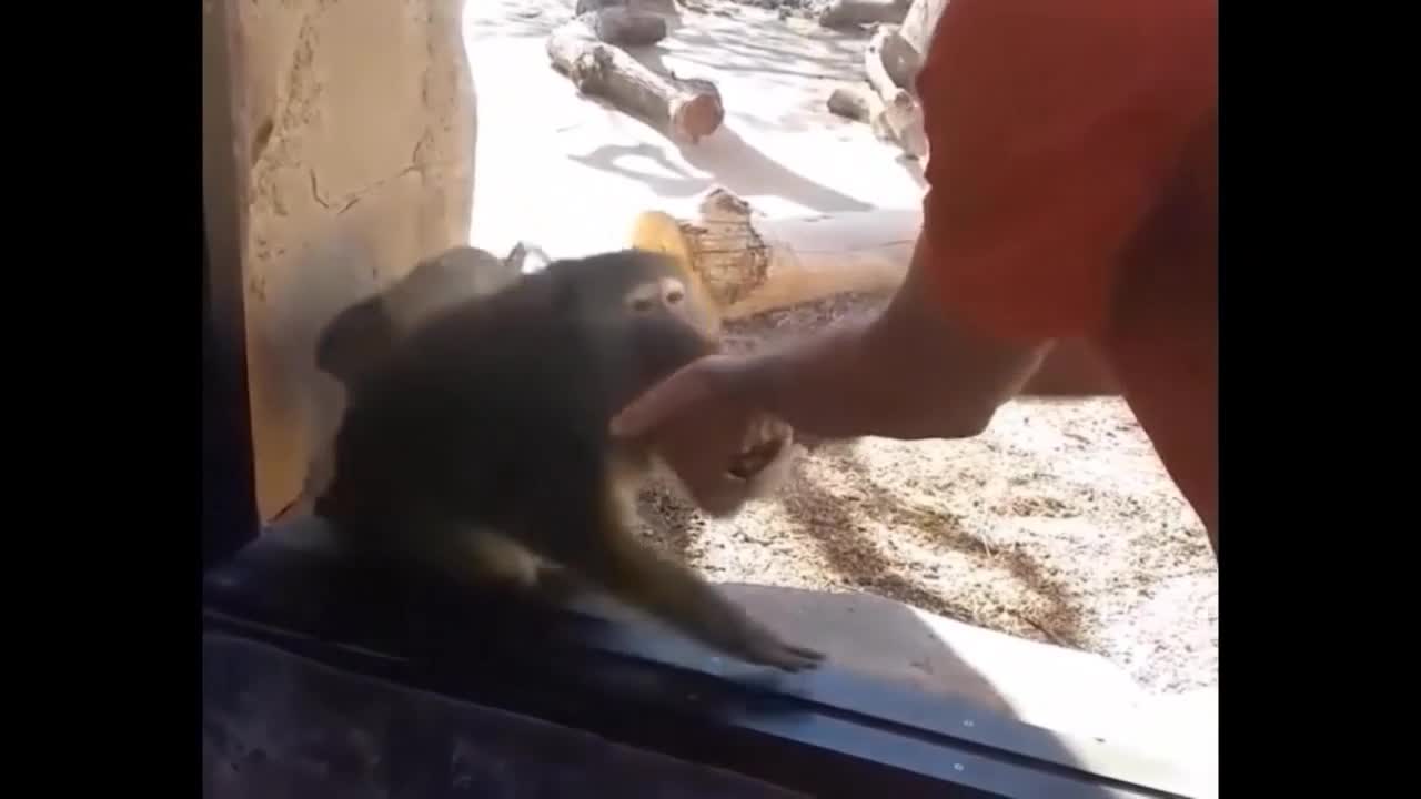 ( FUNNY ) ZOO MAGIC