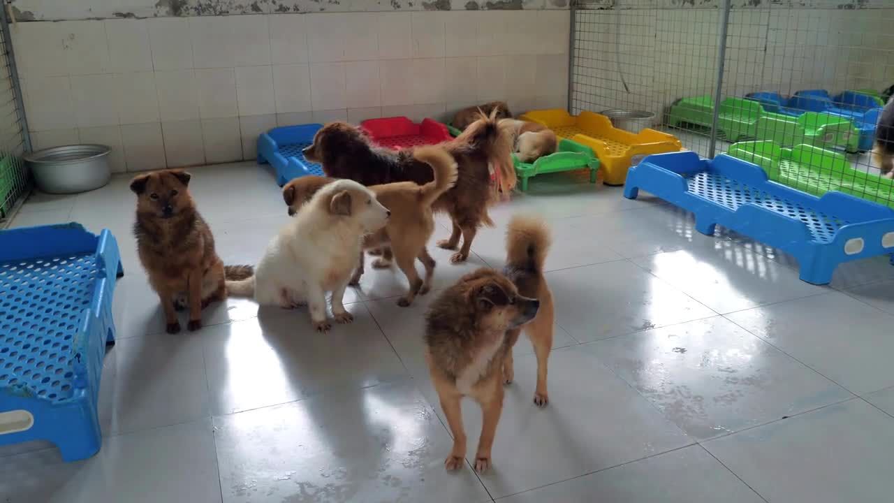 Unwanted and homeless dogs of different breeds in animal shelter