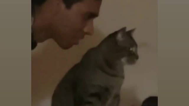 Mostly funny virela cat reaction🤣😂😂🤣