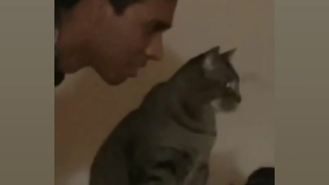 Mostly funny virela cat reaction🤣😂😂🤣