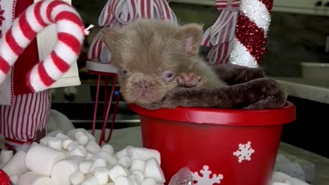 French Bulldog Puppy Hot Cocoa Bar