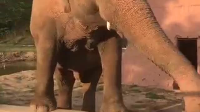 Elephant video #shorts #funny
