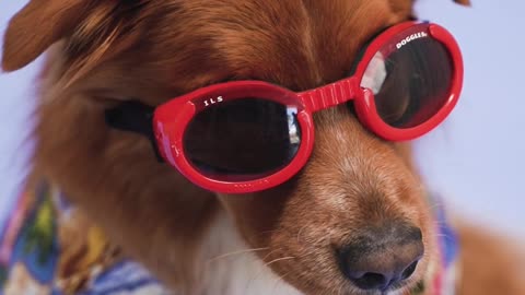 Dog With Sunglasses