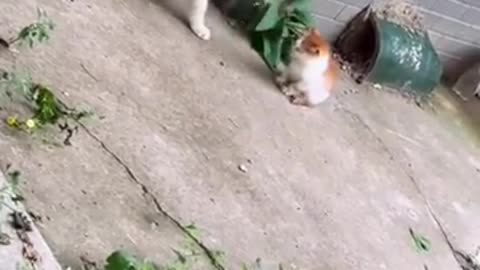 Mummy cat slaps the kitten