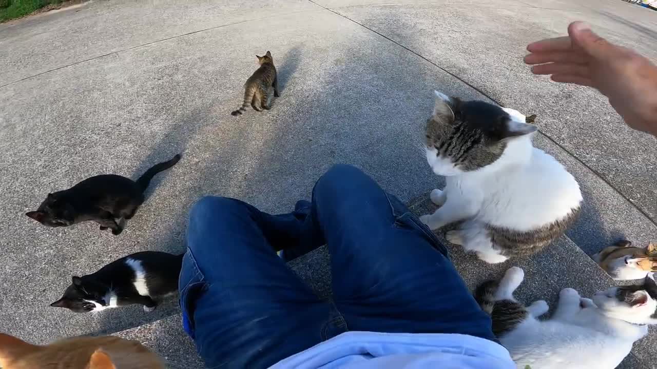 If you sit on this island, you will be surrounded with cats