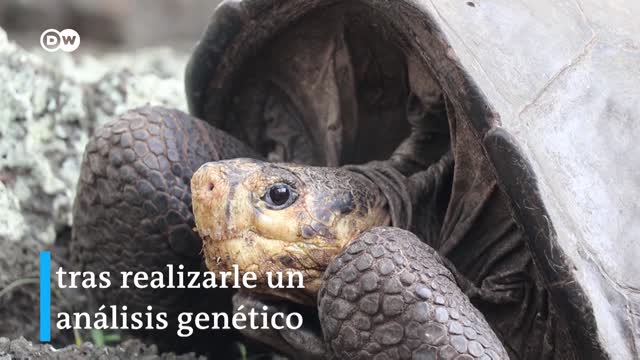 Increíble hallazgo de tortuga que se creía extinta hace 100 años [Video]