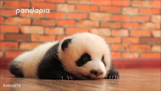 Cute Baby Pandas Playing Compilation