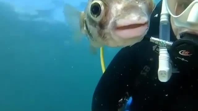 Woow sexy lips FUGU FISH BEAUTIFULL