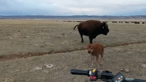 baby bison loves to run kill