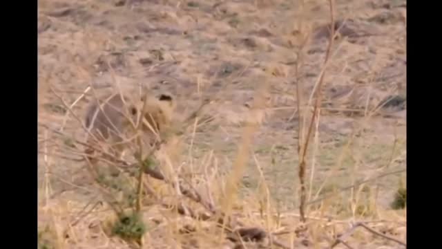 Cute curb,abandoned, rejected by family, lion ignores her curb