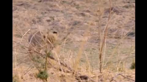 Cute curb,abandoned, rejected by family, lion ignores her curb