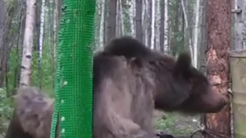 Twerking grizzly bear 🤣