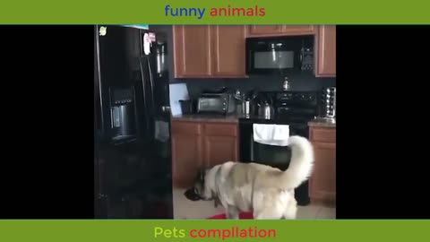 Funny animals