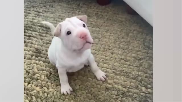 The world's cutest collection of puppies.