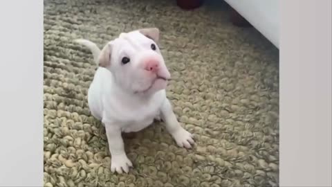 The world's cutest collection of puppies.