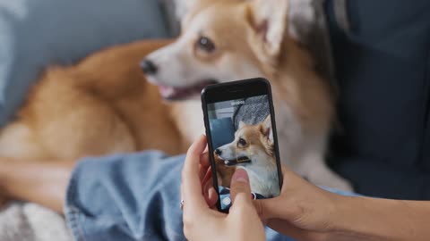 Person Taking Video Of a Dog