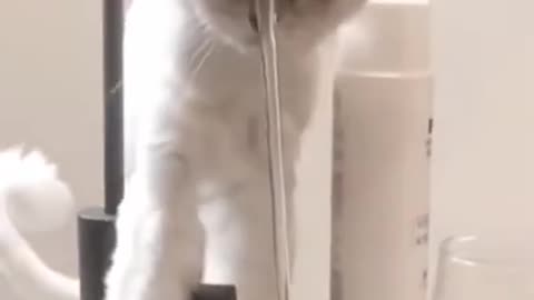 funny cat@@@