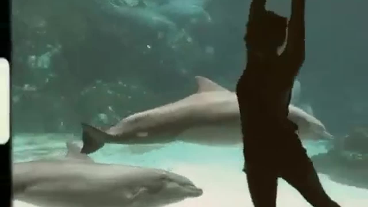 Girl & Dolphin Dancing