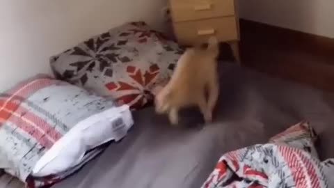 Funny Cat has adorable reaction too fun