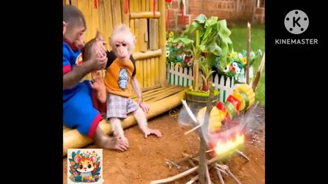 Monkey funny videos