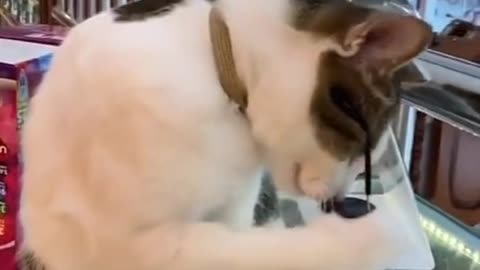 Cute Cat 😺 viral funny video