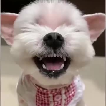 Cute Puppies Doing Funny things #shorts