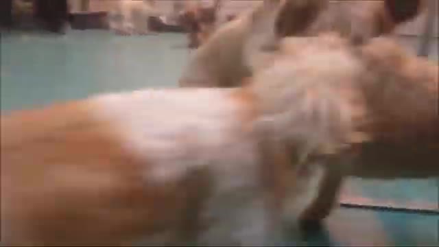 Dog training video