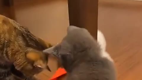 Here's the cat. Here's the pet cat