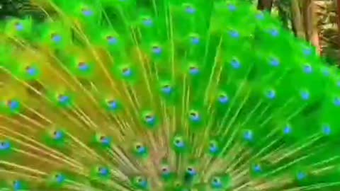 peacock flaunting its tail