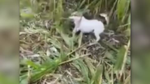 The Harvesting Dogs - 1 IN A MILLION Animal Moments Caught On Camera!