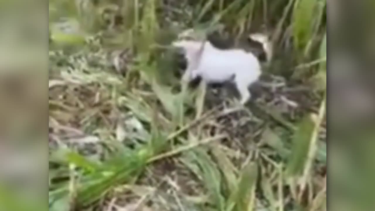 The Harvesting Dogs - 1 IN A MILLION Animal Moments Caught On Camera!